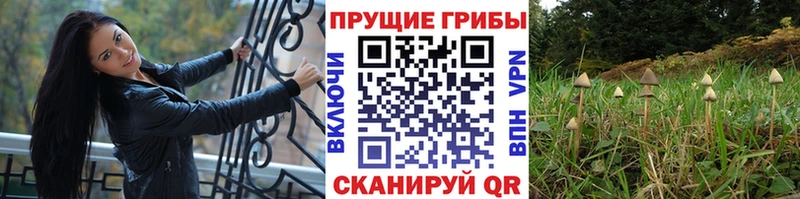 Галлюциногенные грибы Psilocybine cubensis  Фурманов 